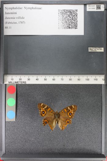 Media type: image;   Entomology 110890